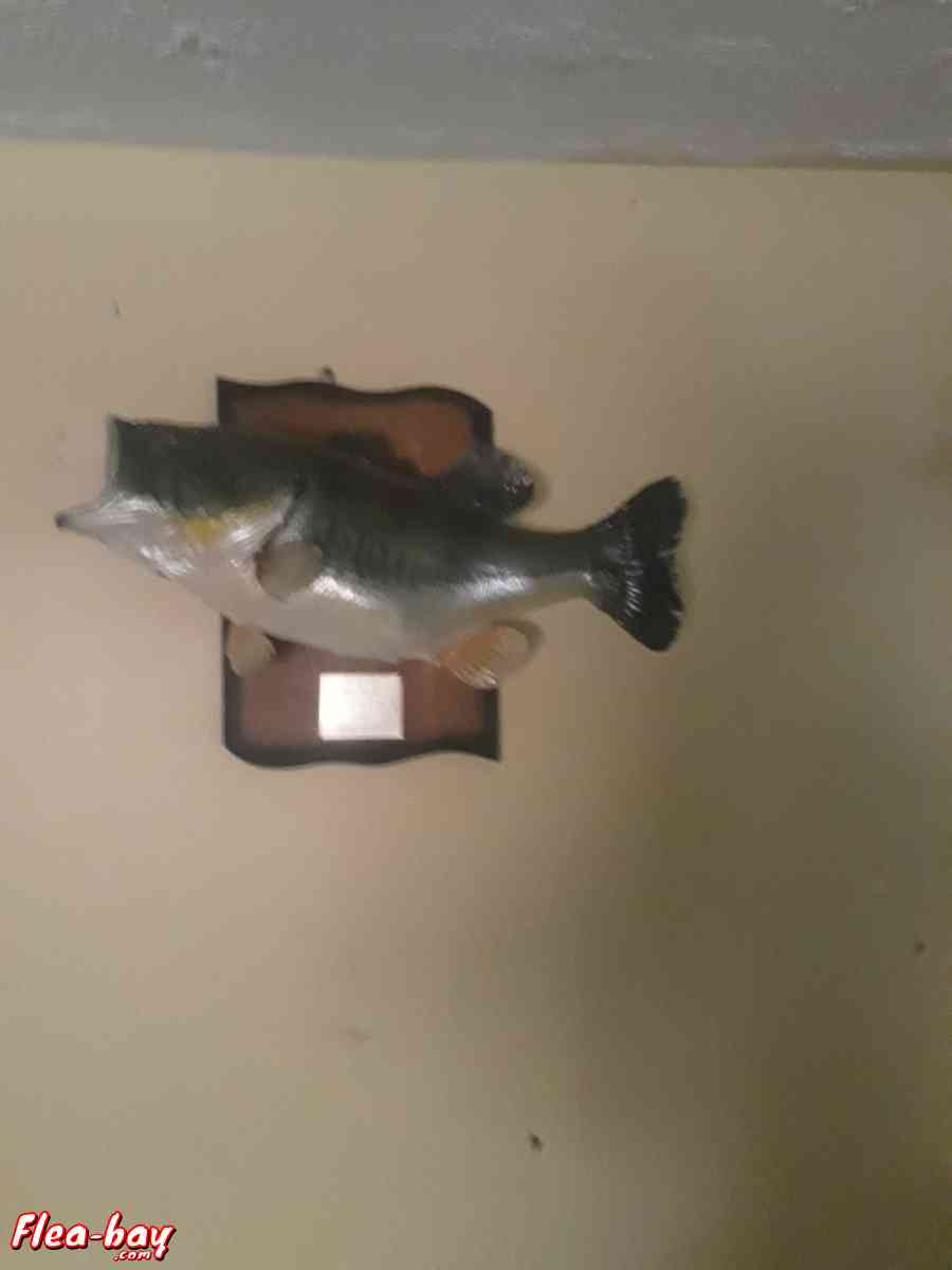 taxidermy fish,  large