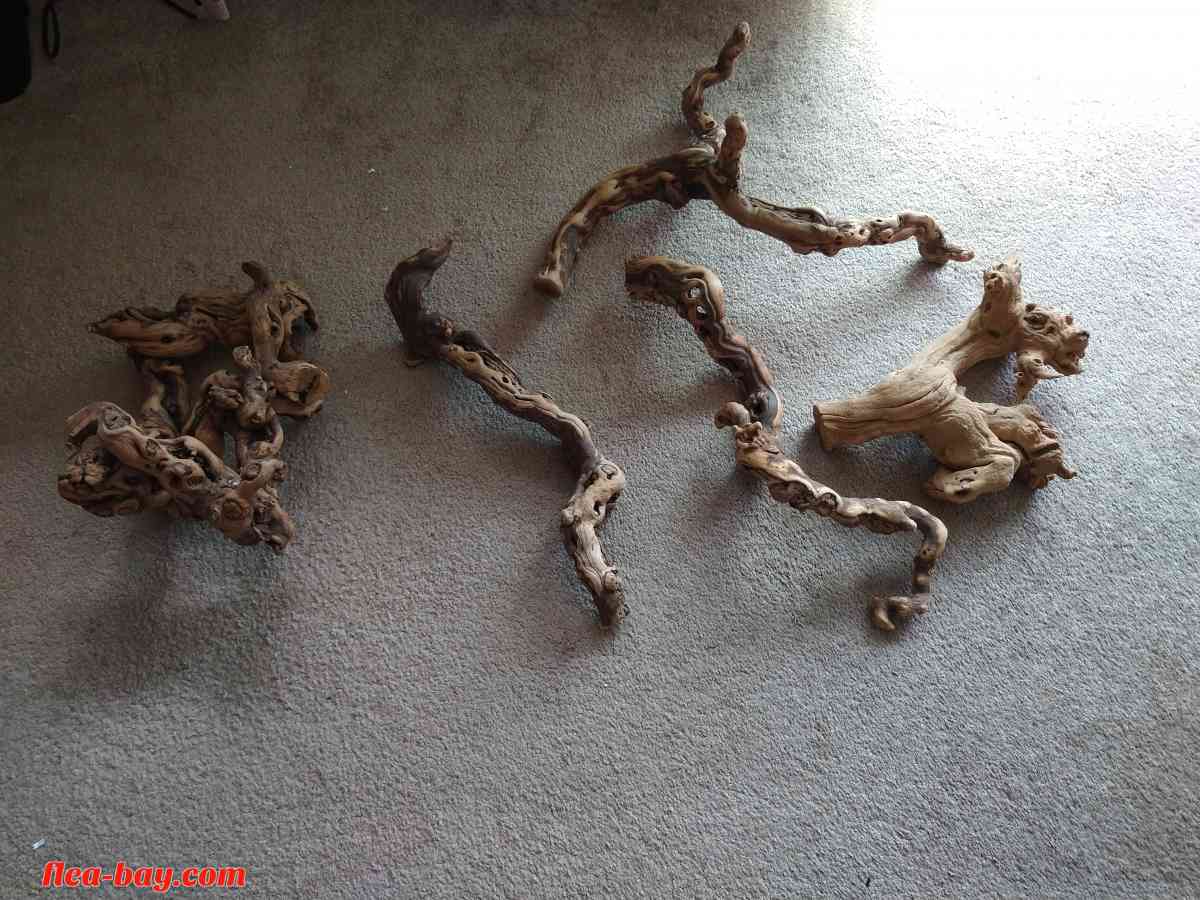 five pieces of reptile wood