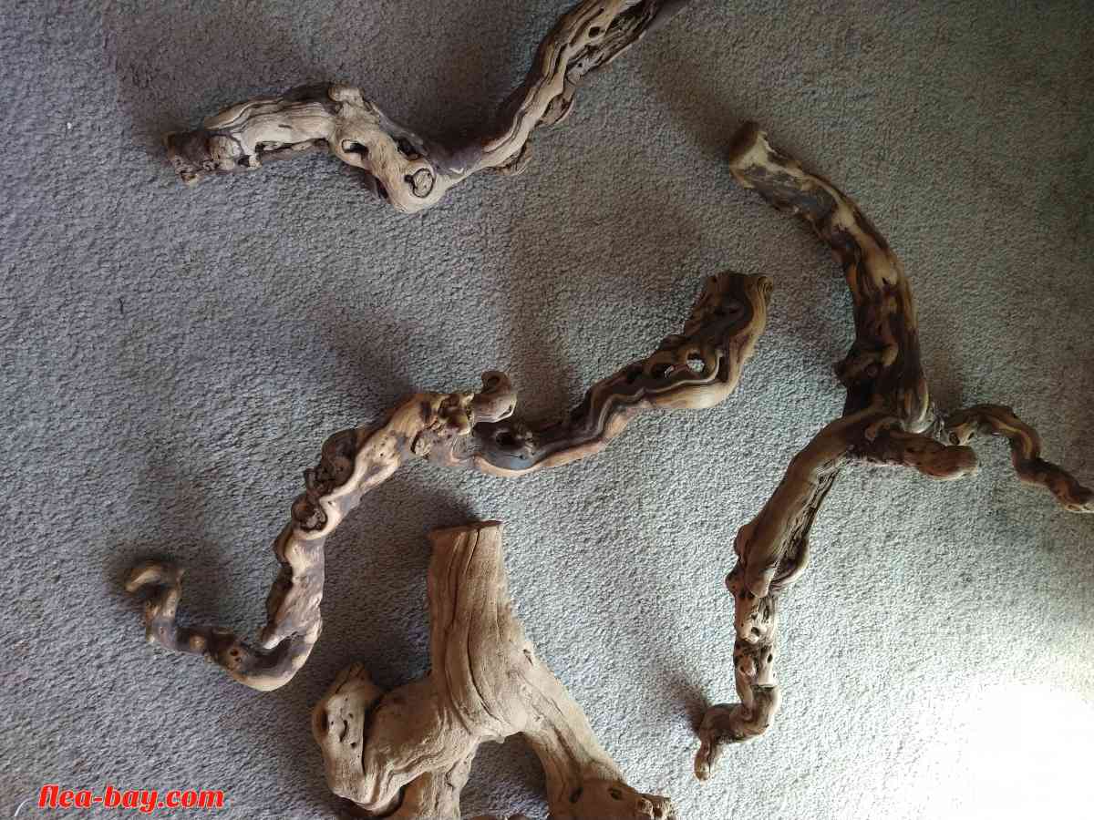 five pieces of reptile wood