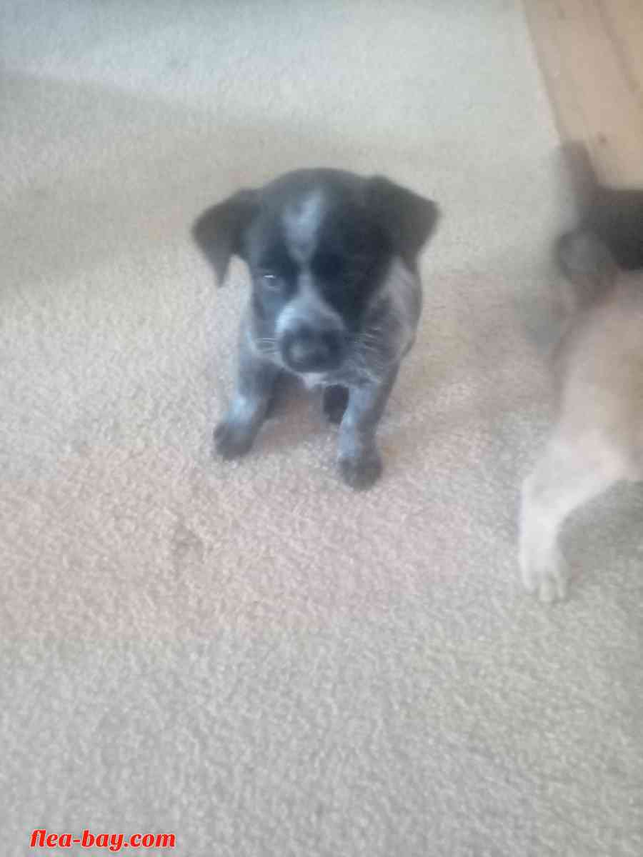 blue heeler pups