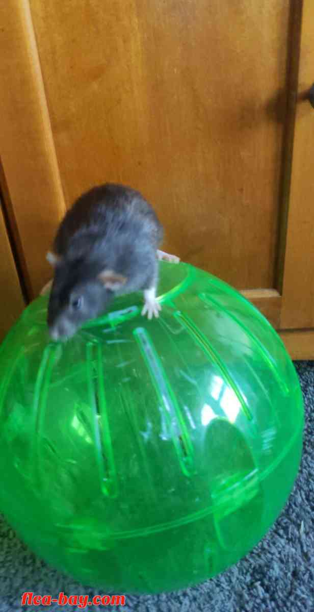 Rodent Exercise ball