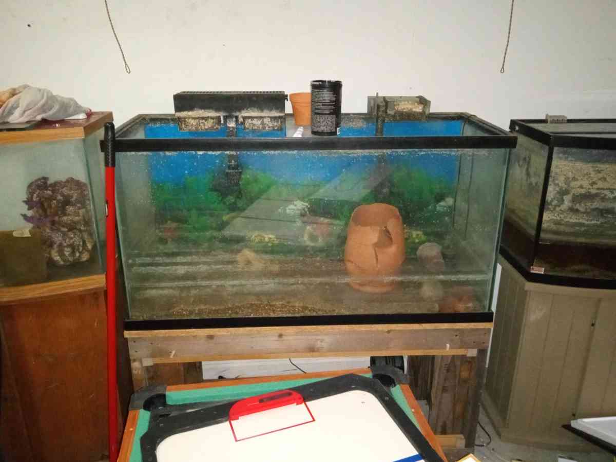 multiple fish tanks