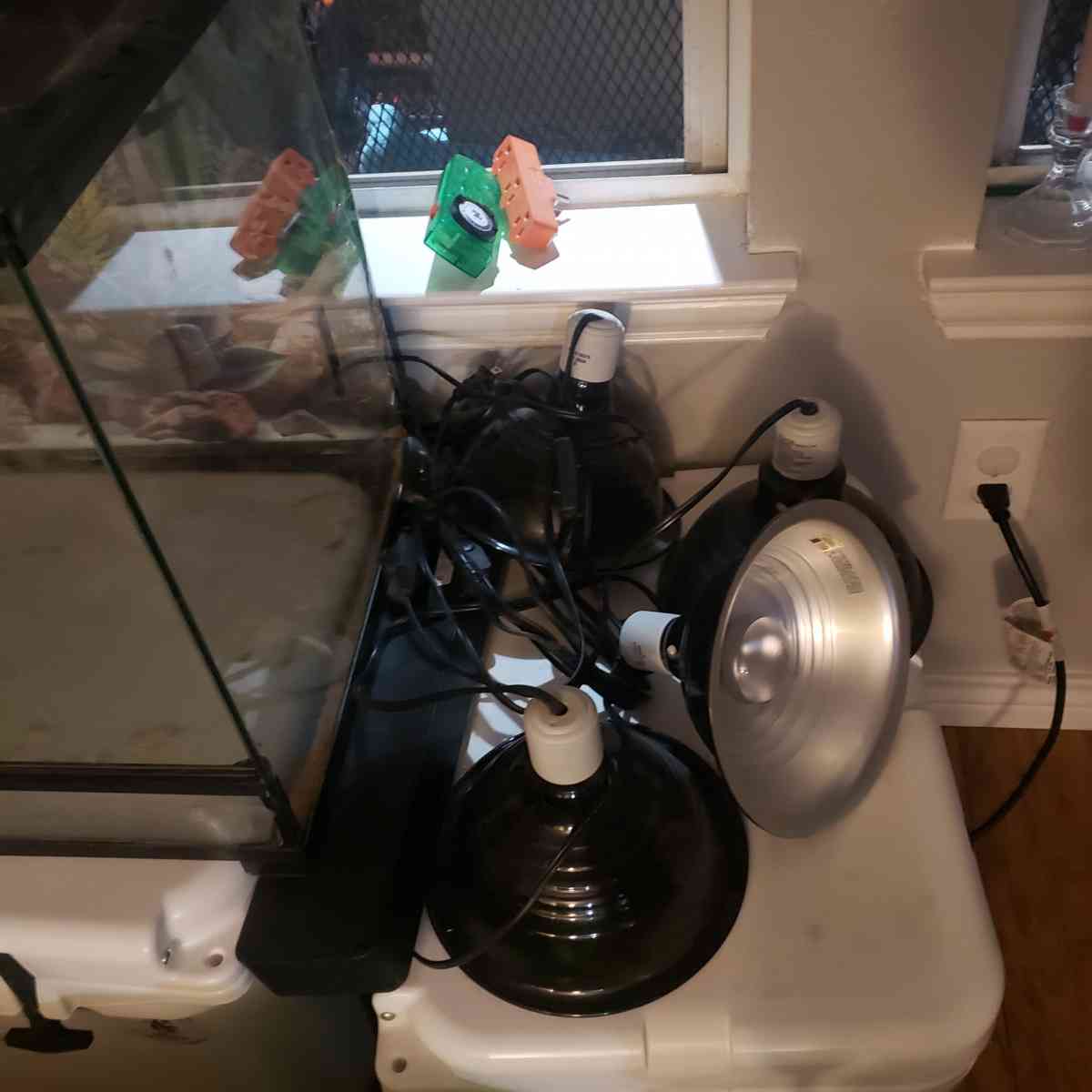 Bearded Dragon (or reptile) Set Up