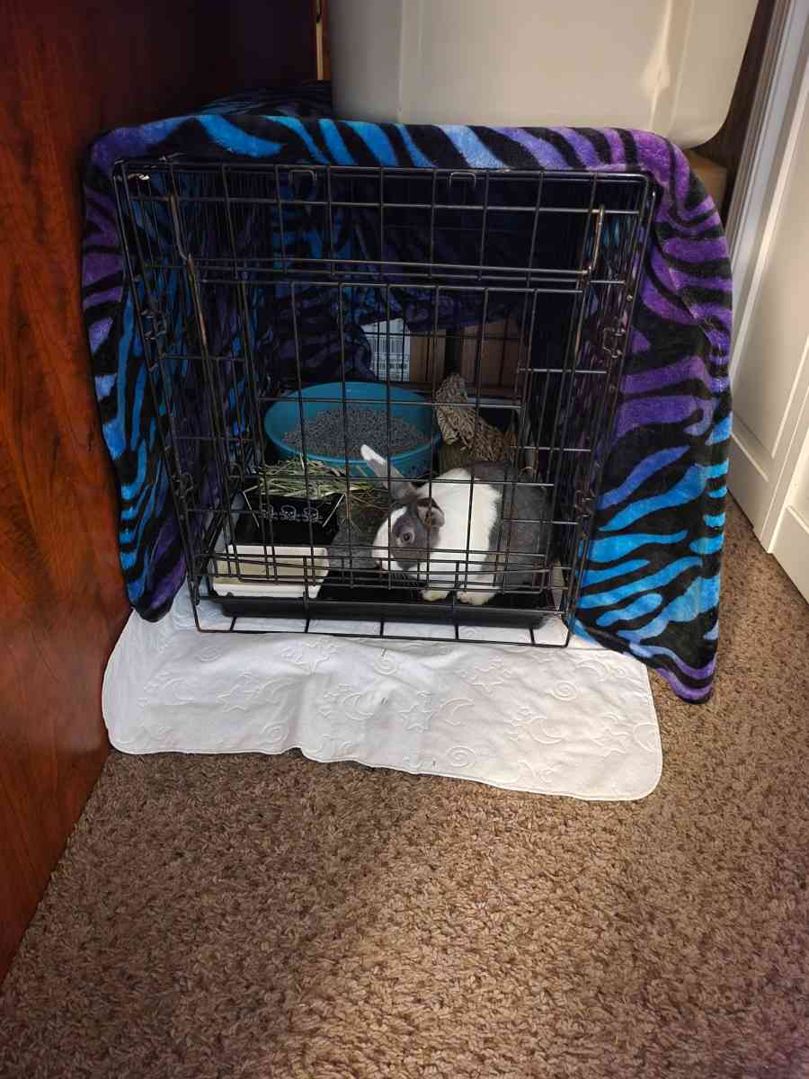 LITTLE CRITTER(S) AND SUPPLIES!