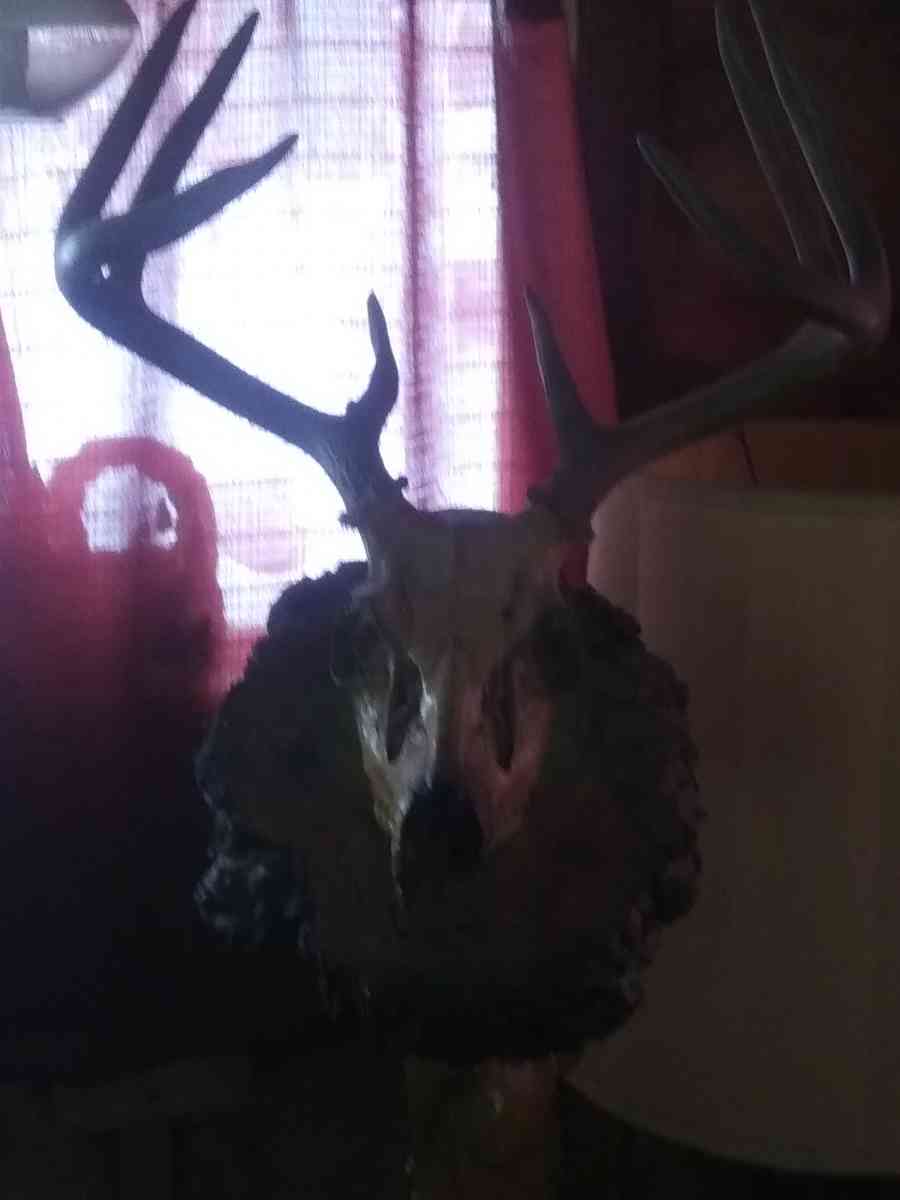 8 Piont European swamp buck