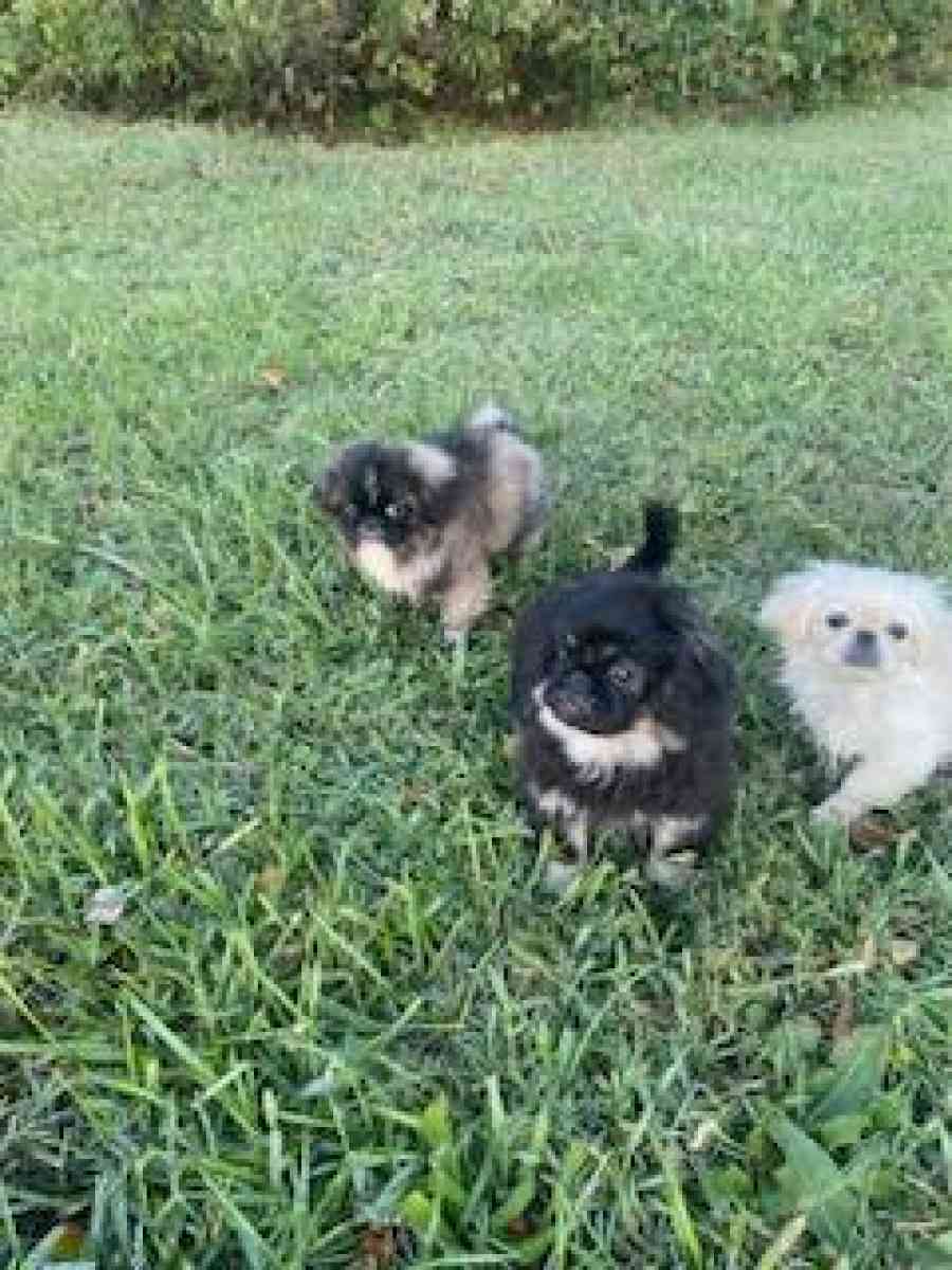Pekingese Puppies