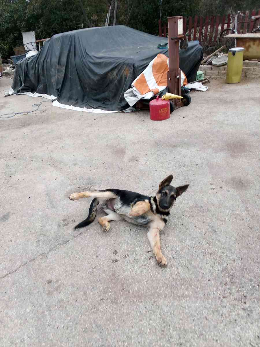 German Shepard Puppies