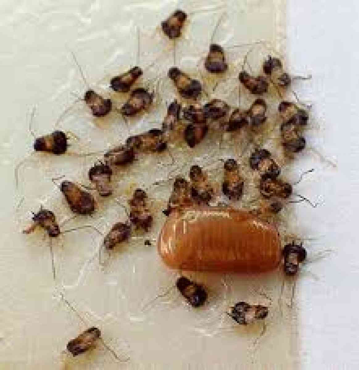termite n pest treatment