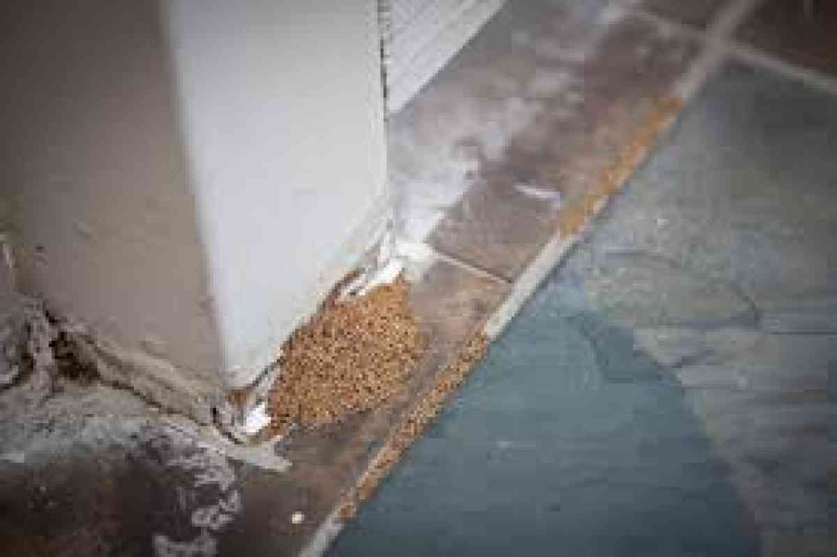 termite n pest treatment