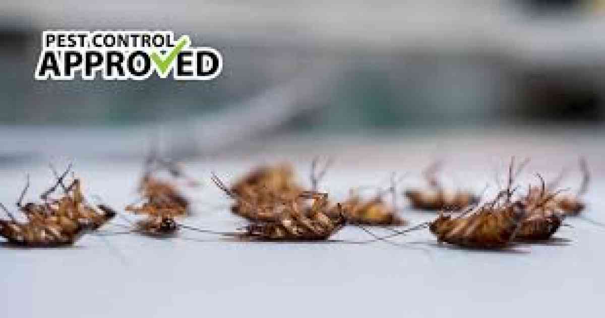 roaches bed bugs termite services