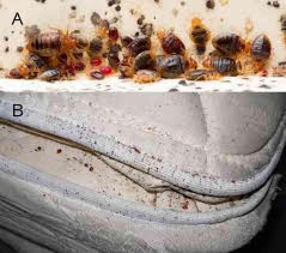 pest n termite treatment