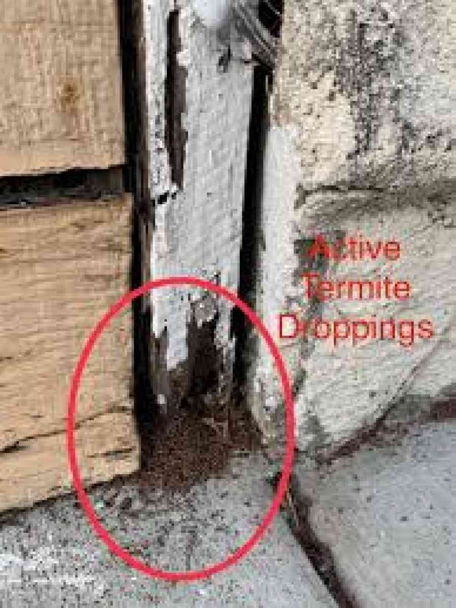 pest n termite services