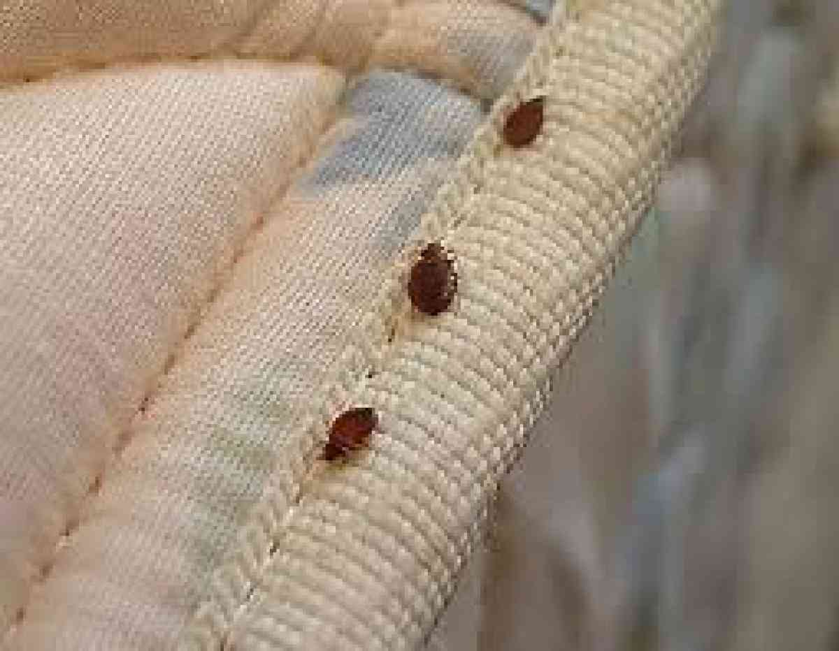 cheap pest control n termite