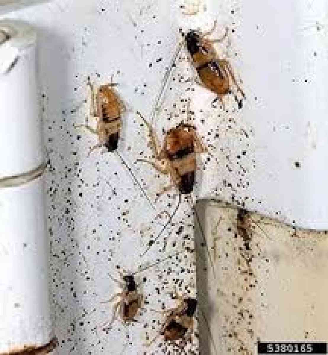 pest and termite control