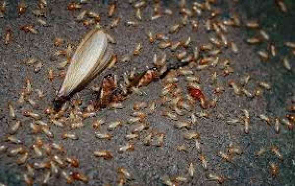 termite n pest treatment