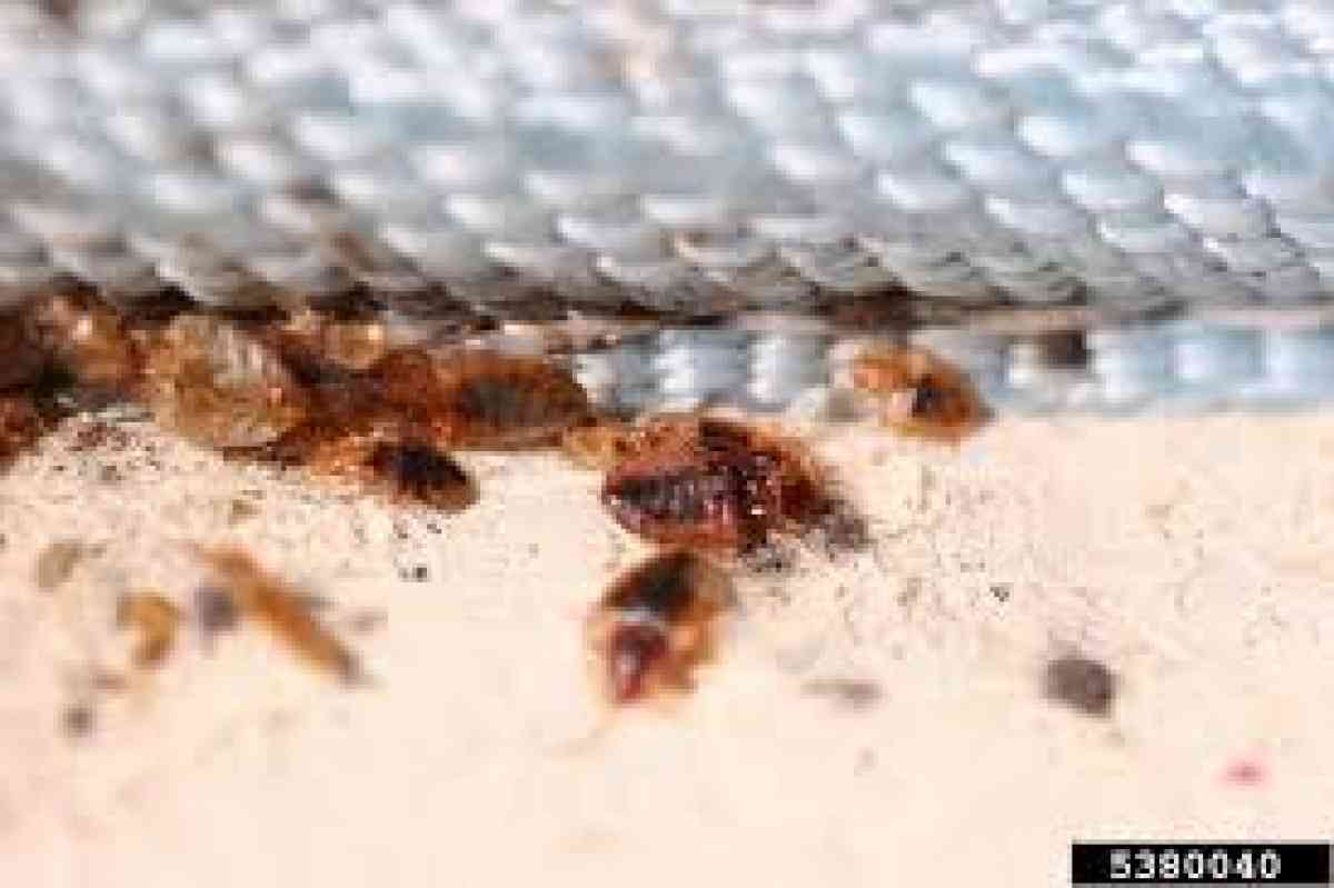treatments pest n termites