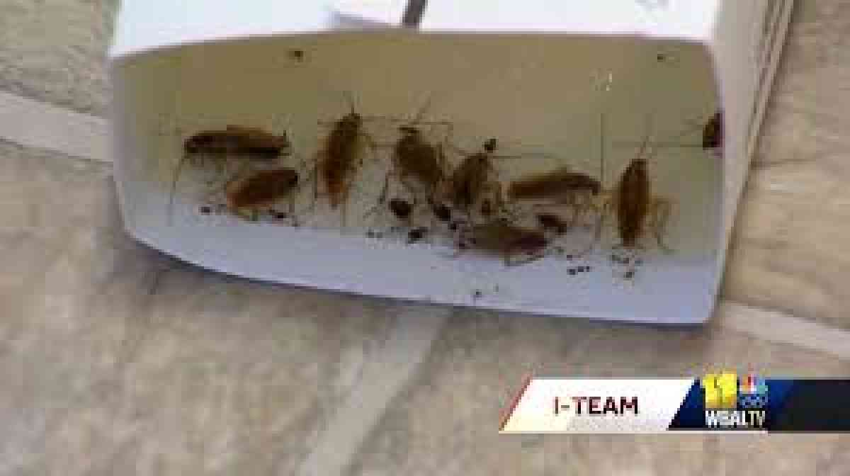 treatments pest n termites