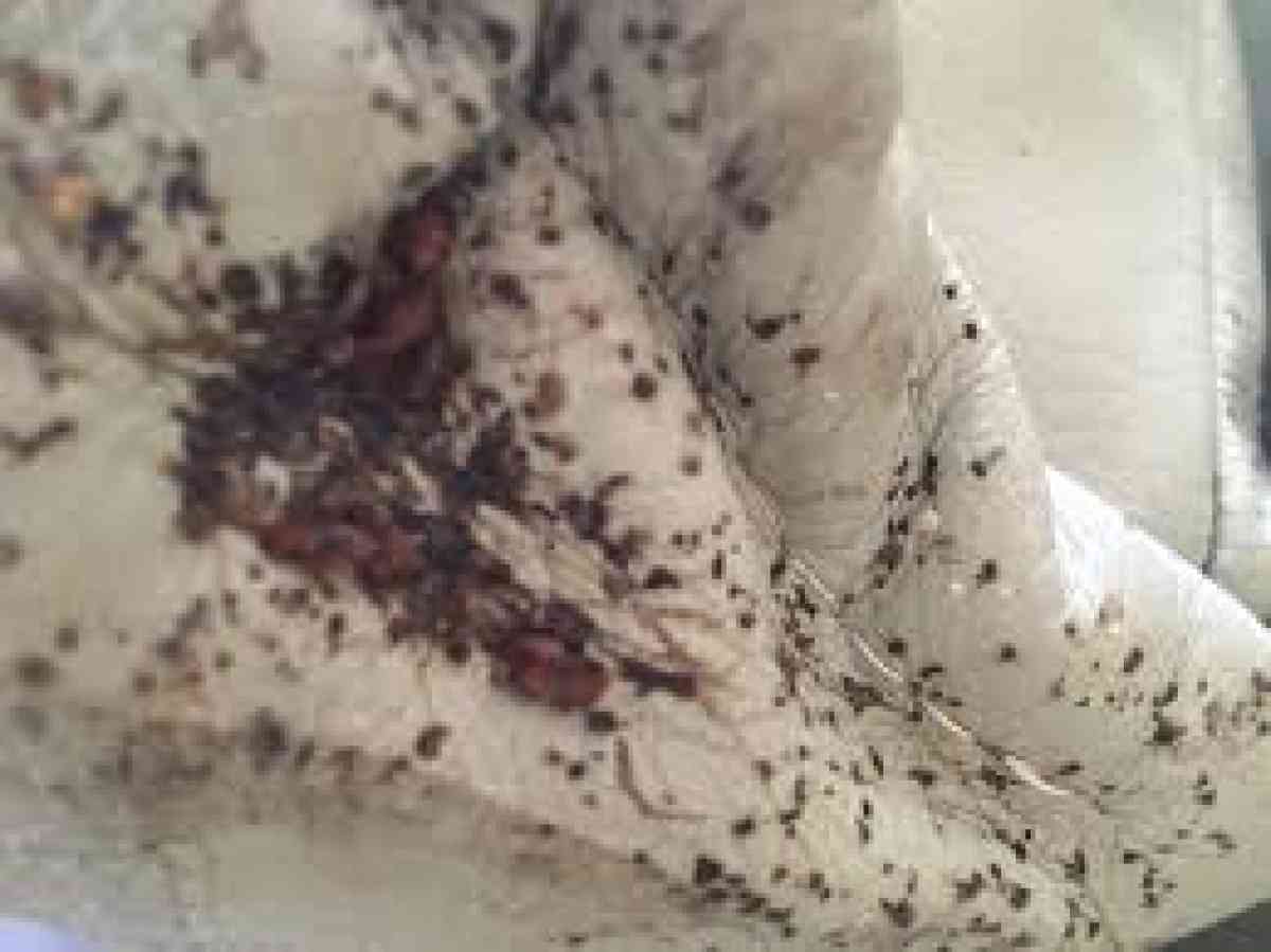 roaches bed bugs termite services