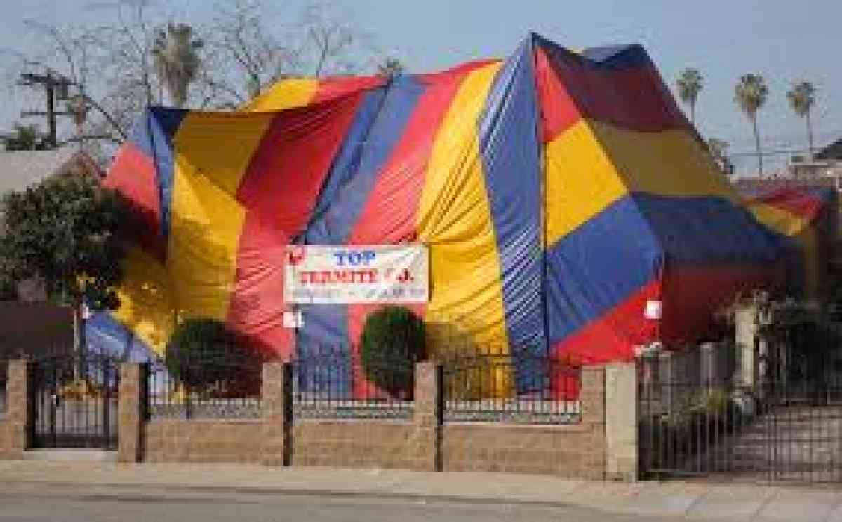 pest n termite services