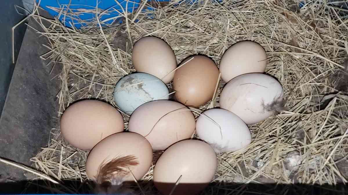 Eggs Darm Fresh Eggs