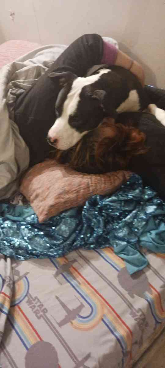 purebred pitbull 2 yrs old very sweet and playfull