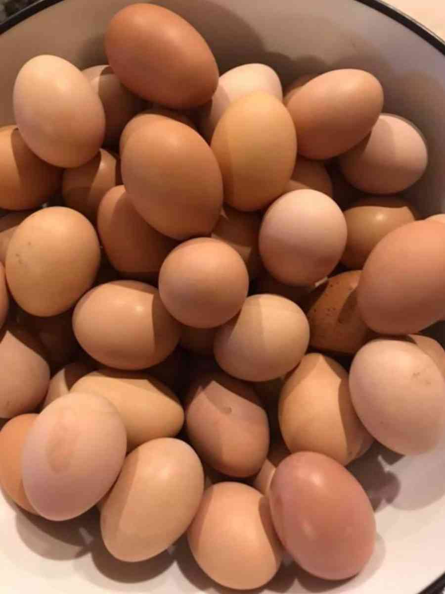 Eggs Darm Fresh Eggs