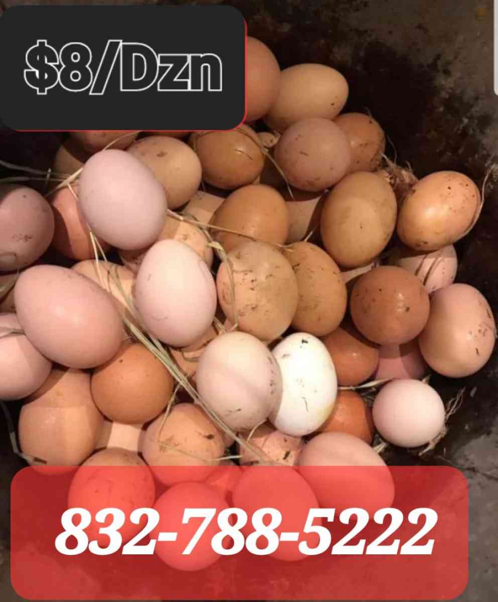 Eggs Darm Fresh Eggs