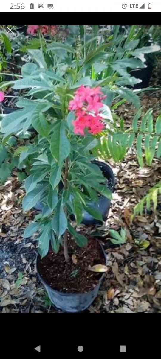 plants citrus all types