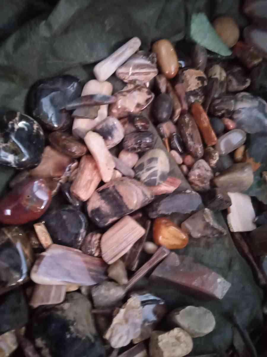 petrified opalized and agatized wood from all over the world