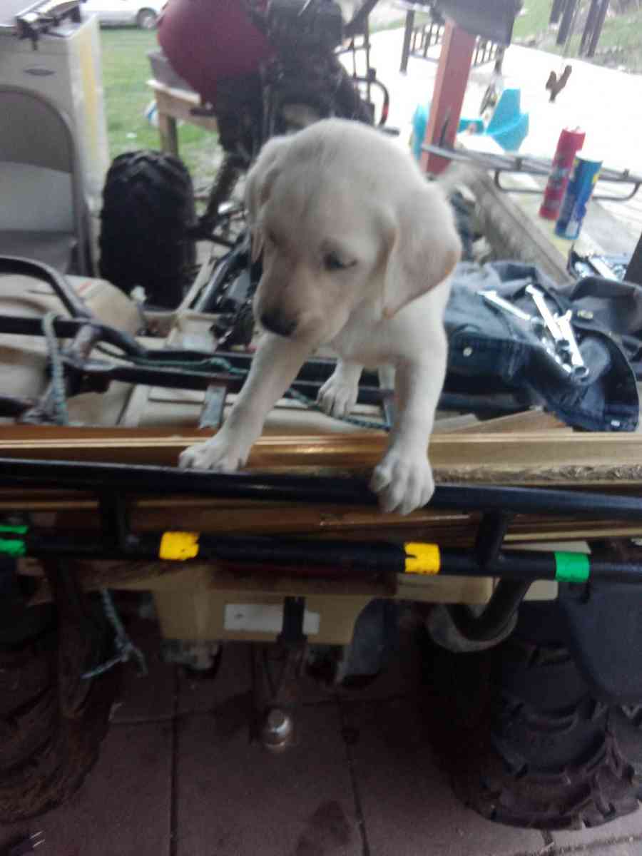 full stock lab puppies