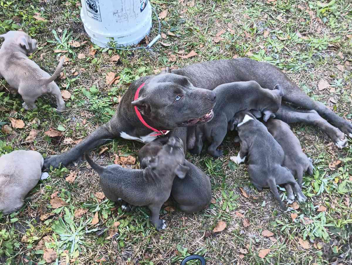 blue pit puppies