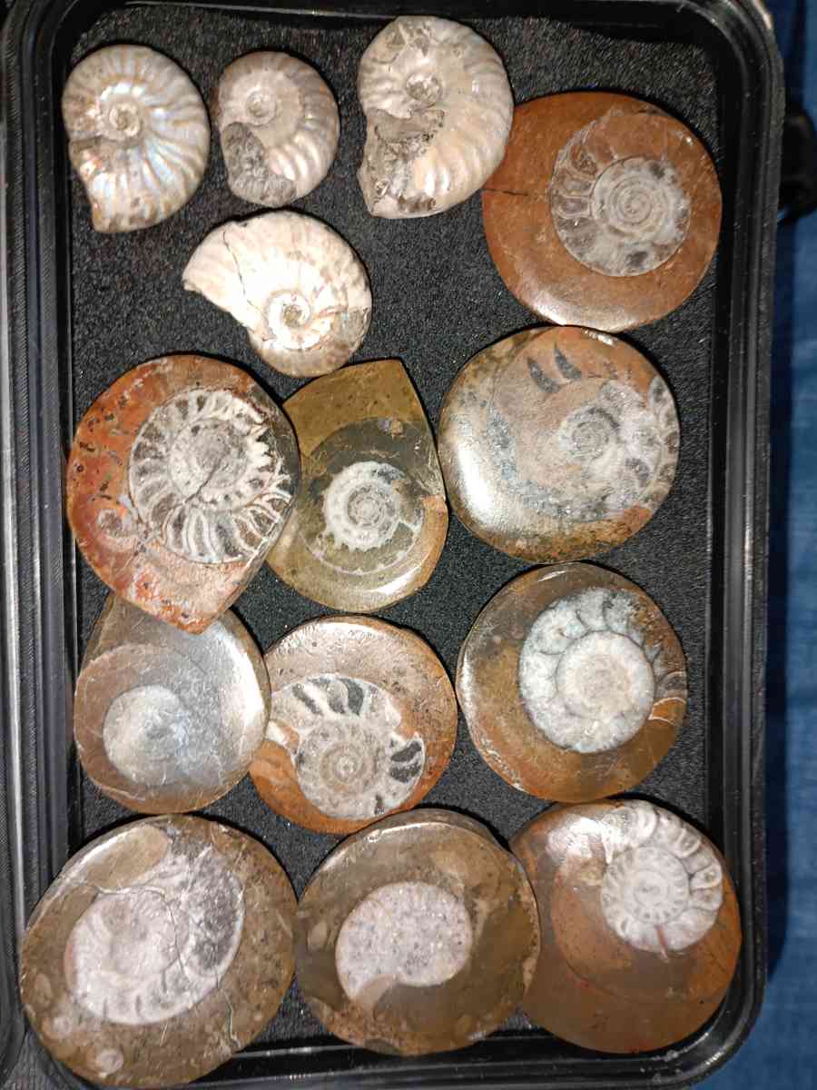 fossils