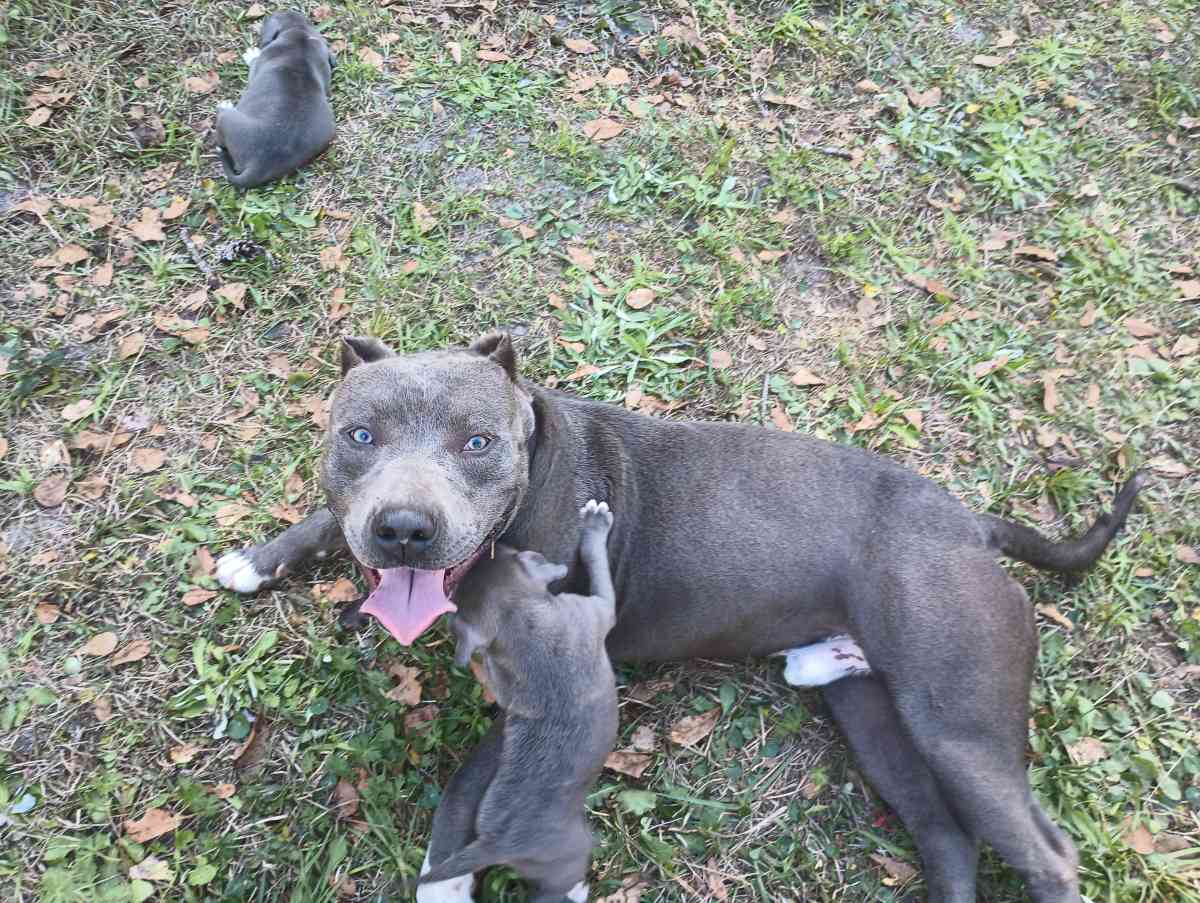 blue pit puppies