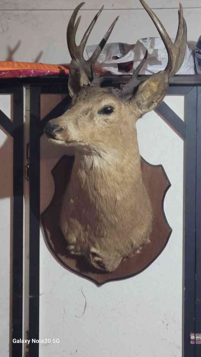 taxedermy deer head