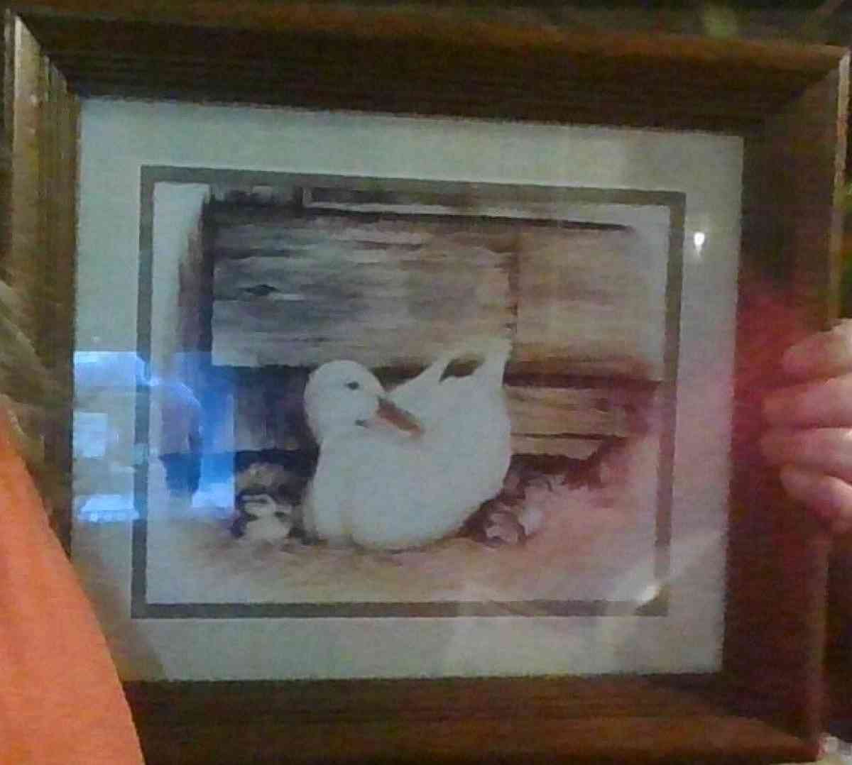 Duck picture in Brown Wood Frame