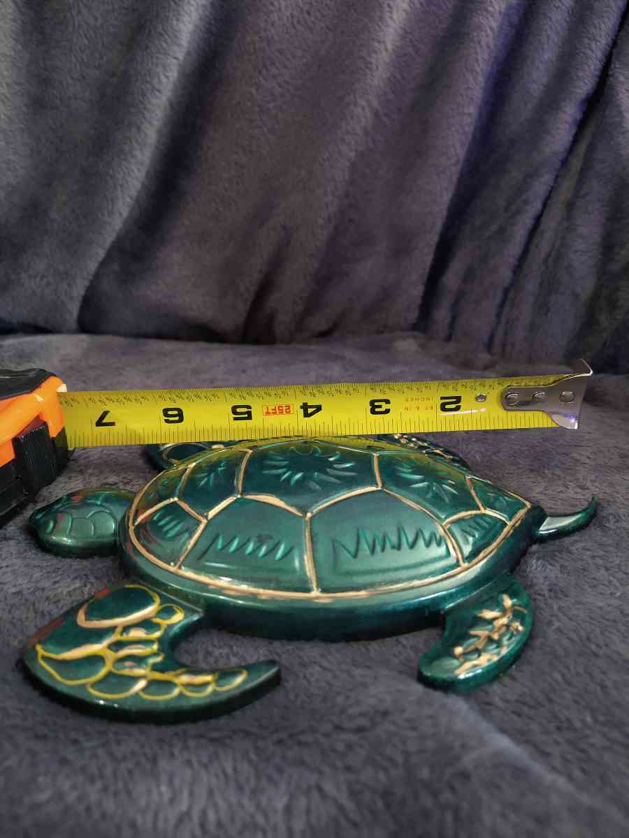 Mr turtle is looking for home