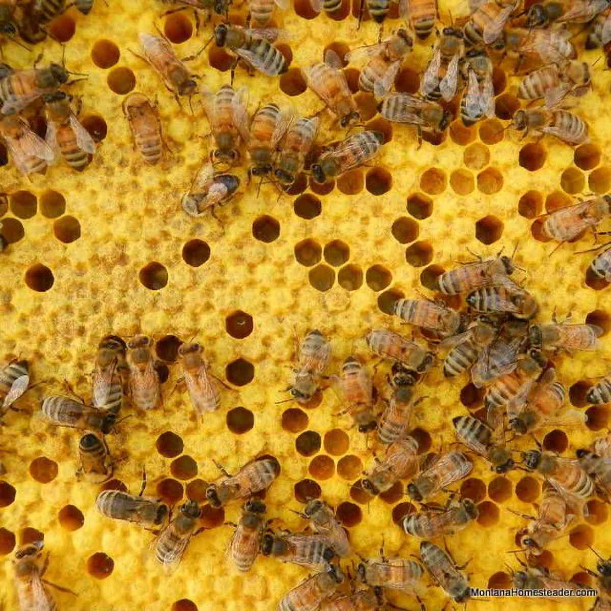 Free Bee Inspection and Removal ClovisFresnoSangerTollhouse