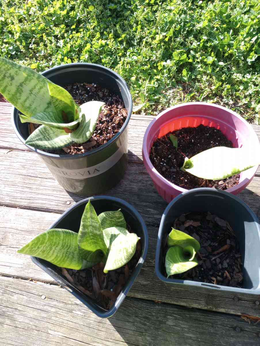 hen and chick plants and snake plants