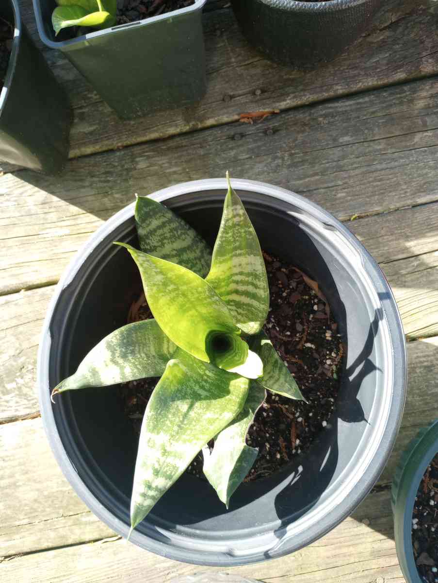 hen and chick plants and snake plants