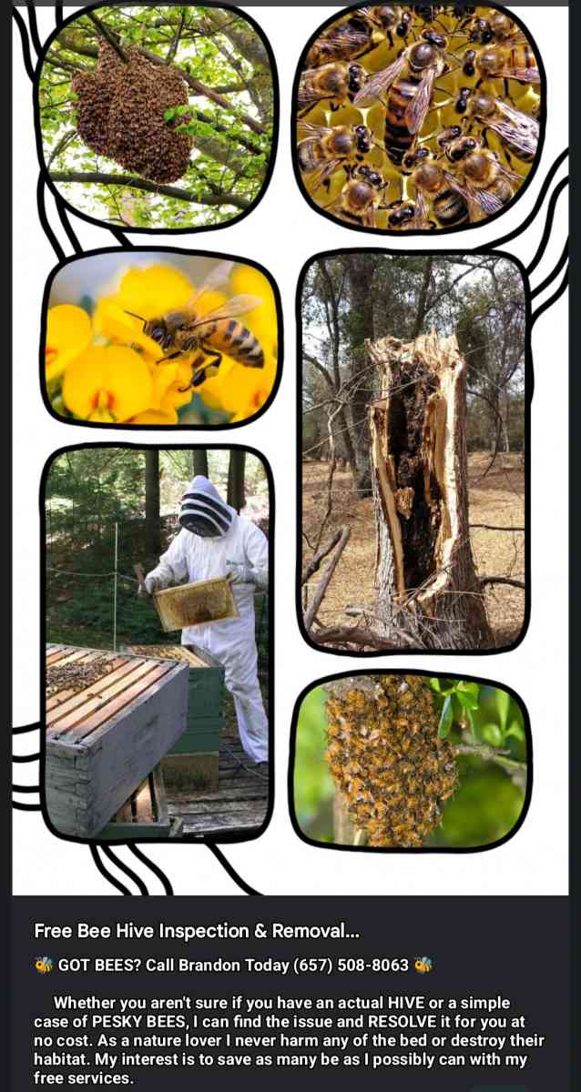 Free Bee Inspection and Removal ClovisFresnoSangerTollhouse