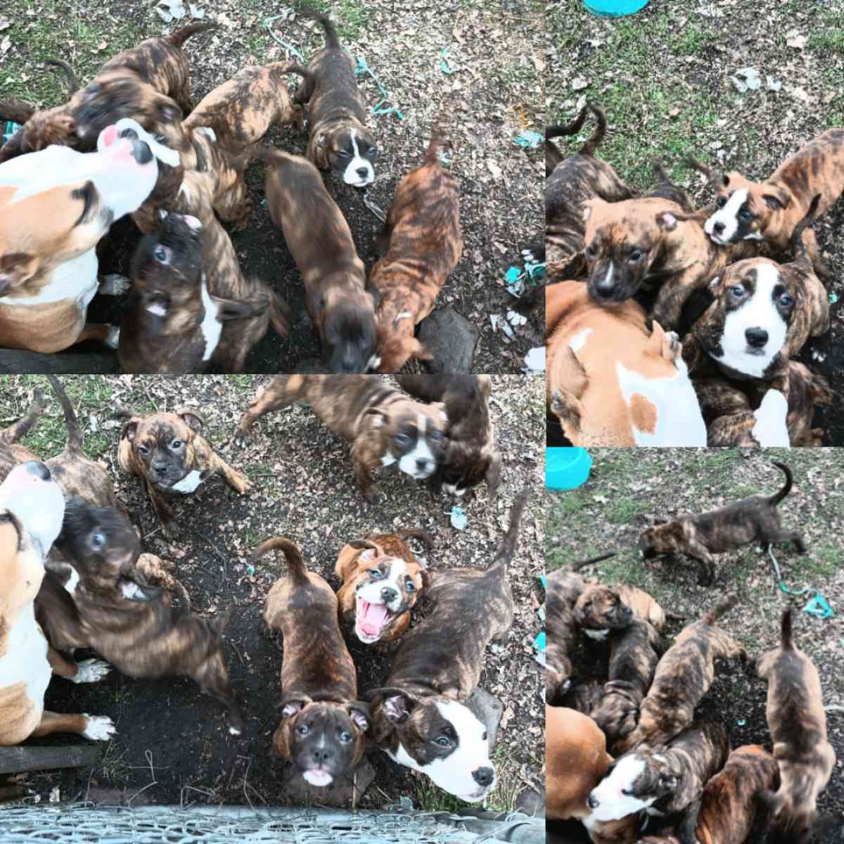 ole pit bulldogge pups