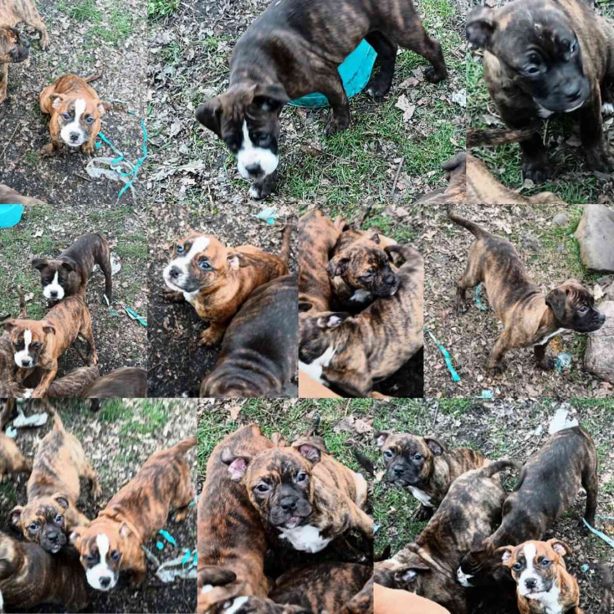 ole pit bulldogge pups