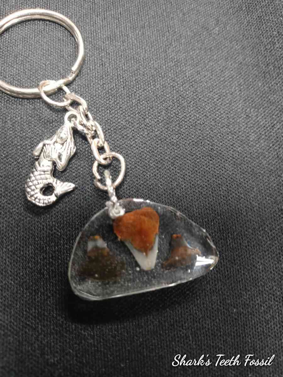 Chose One Key Chain or Pendant Fossilized SharksTooth