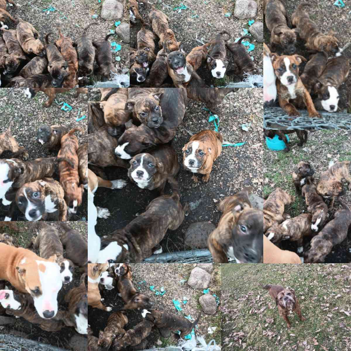 ole pit bulldogge pups