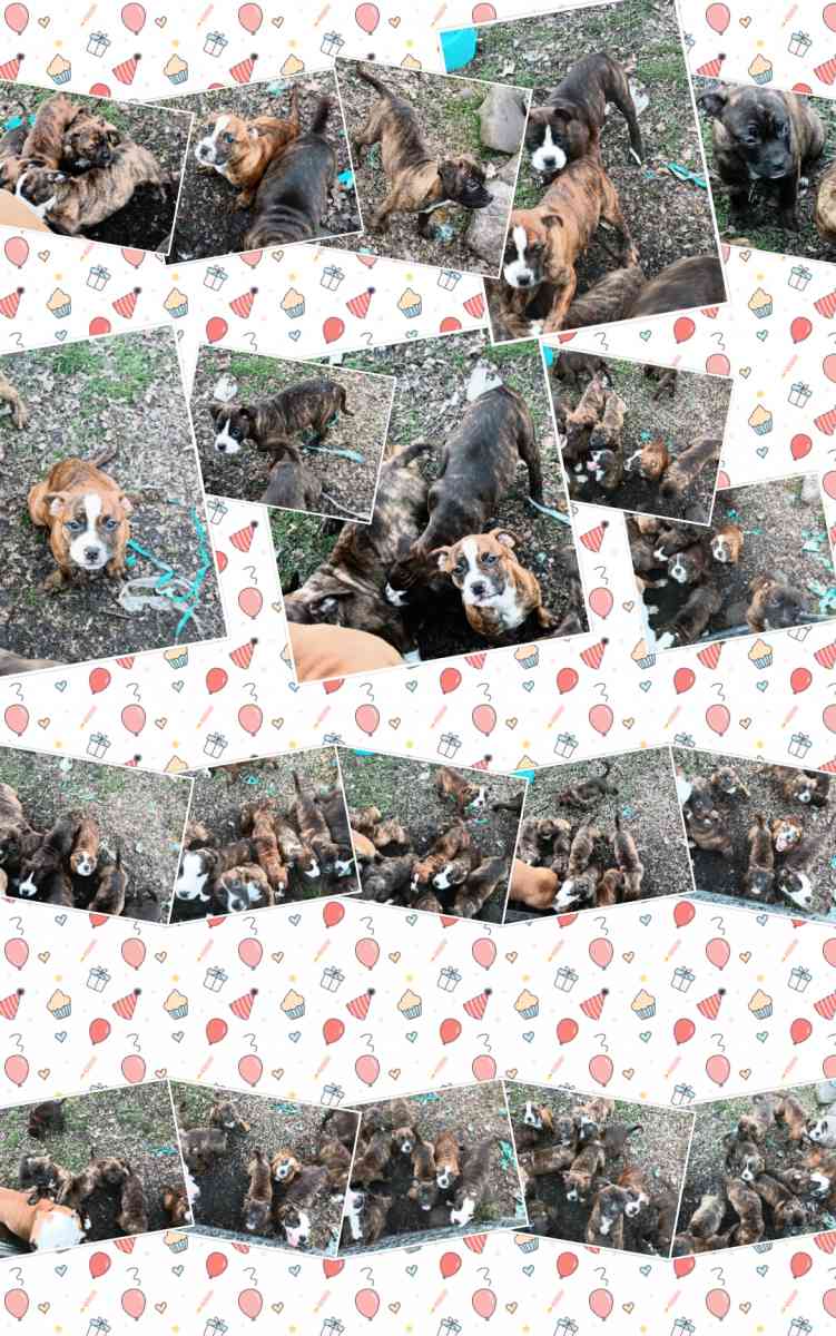 ole pit bulldogge pups