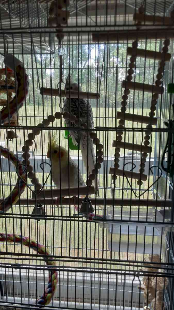 1 male cocktail and 1 female