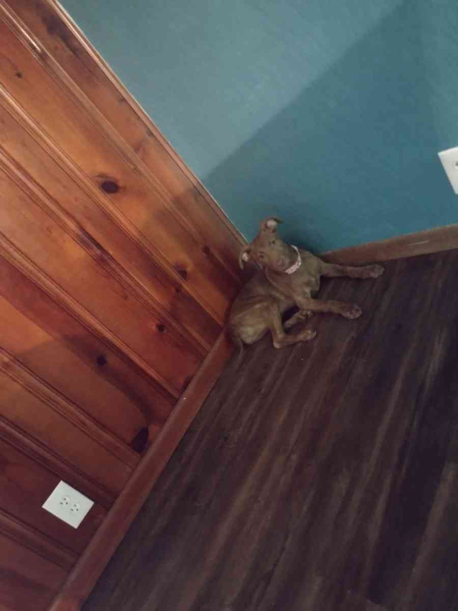 German Shepherd pitbull mix