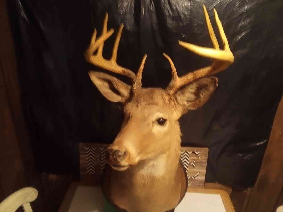 1981 Mounted White tail Deer
