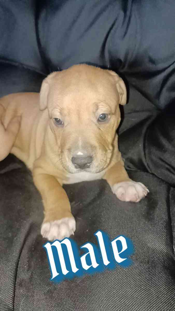 pitbull terriers red nose puppies