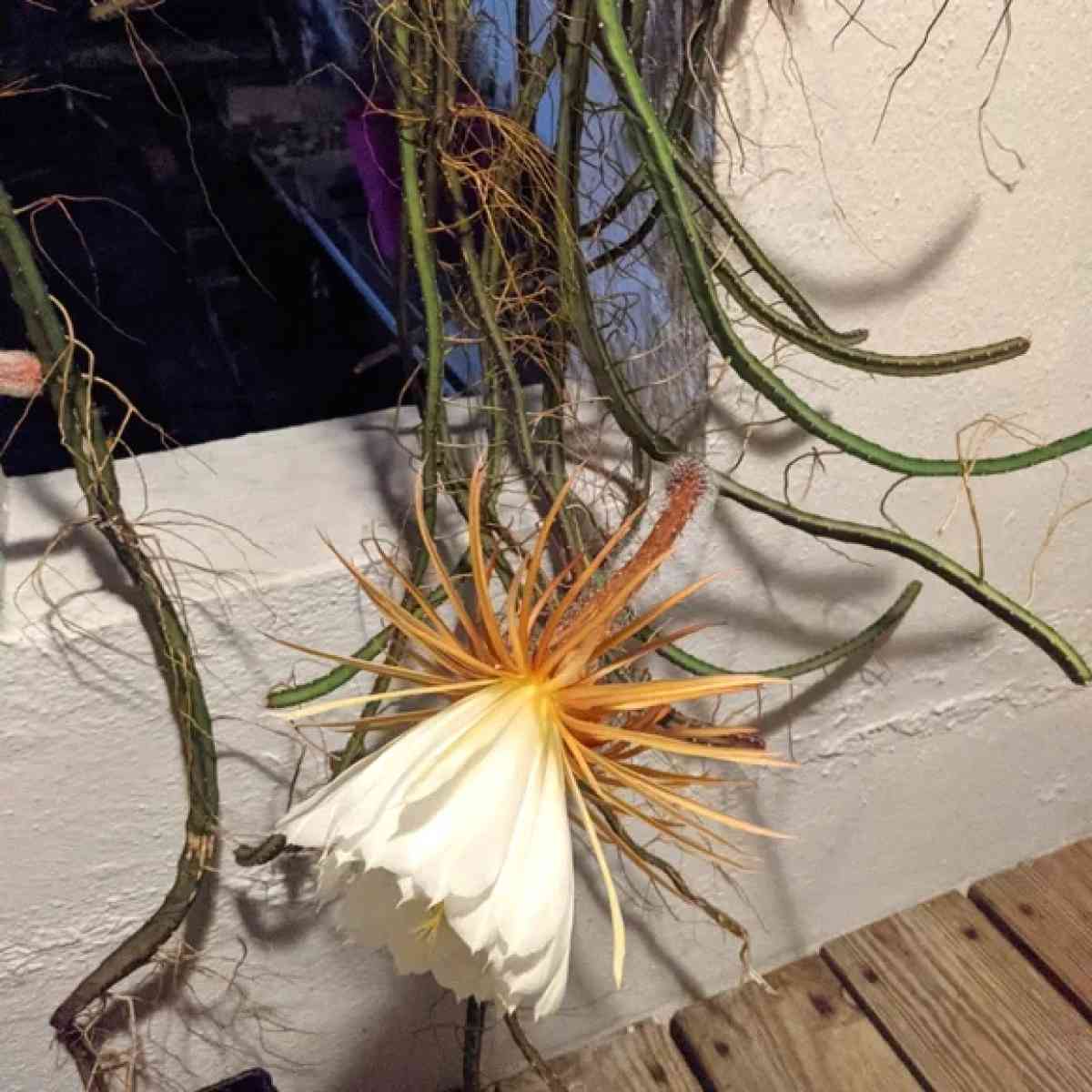 princess of the night cactus